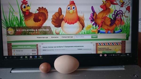 Рекорды куриц и петухов – 6 интересных случаев