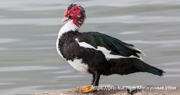 Мускусные утки в домашних условиях