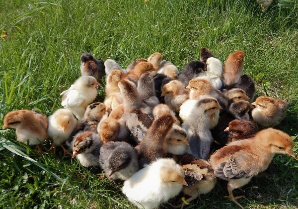 Вопросы и ответы про кур и петухов