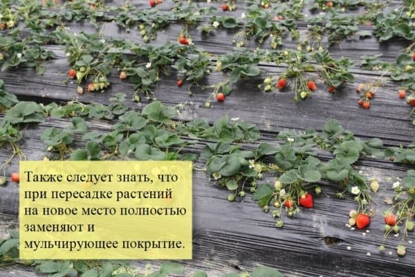 Нужно ли использовать укрывной материал для клубники?