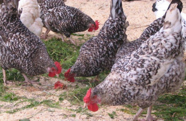 Курица породы Доминанты её характеристика и описание