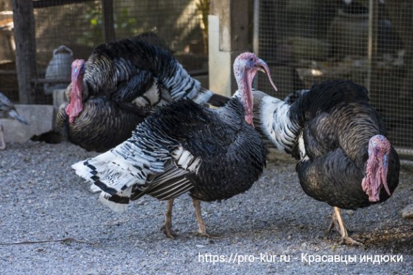 Домашняя индейка и ее биологические особенности Домашняя индейка и ее биологические особенности
