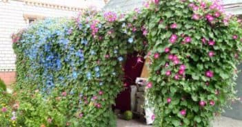 Вьющиеся растения для дачи Вьющиеся растения для дачи