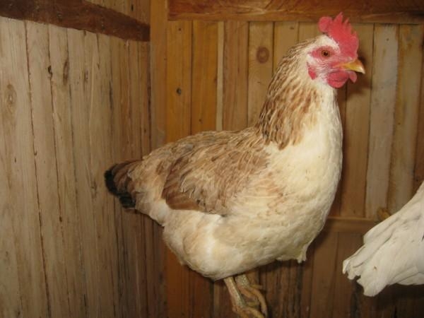 Все о Загорской лососевой породе