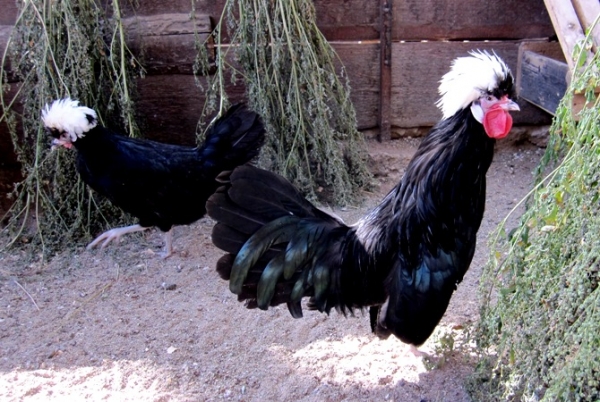 Давайте познакомимся с курами Голландская белохохлая Давайте познакомимся с курами Голландская белохохлая