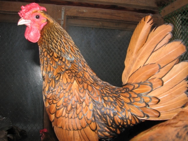 Сибрайт — курочки дивной красоты Сибрайт — курочки дивной красоты