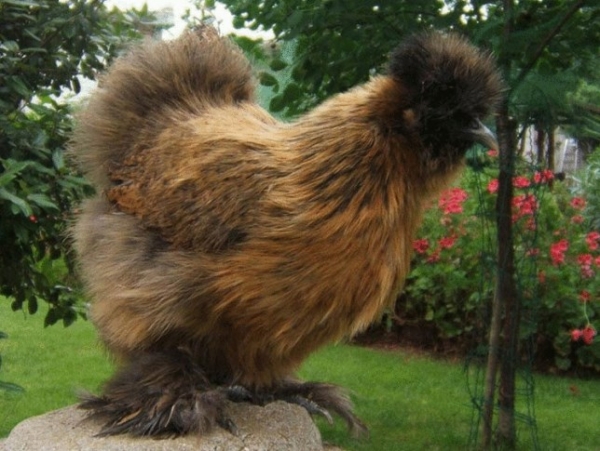 Все, что вы хотели знать о декоративных курах Все, что вы хотели знать о декоративных курах