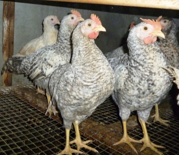 Все о Борковской Барвистой породе курочек Все о Борковской Барвистой породе курочек