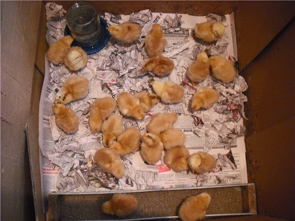 Хочу купить кур Фокси Чик — на что обращать внимание?