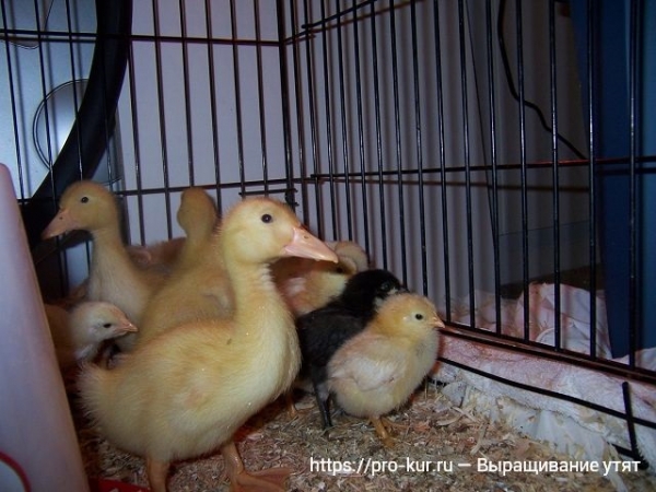 Выращивание утят в домашних условиях для начинающих Выращивание утят в домашних условиях для начинающих
