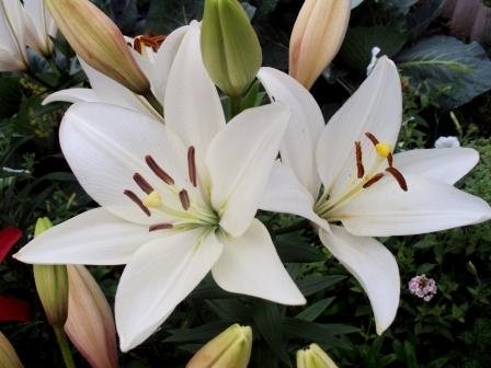 Лилии – посадка, уход, размножение. Лилии – посадка, уход, размножение.