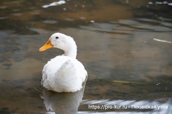 Пекинская утка — все о содержании и кормлении