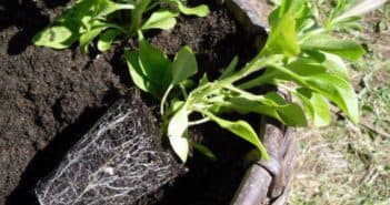 Выращивание цветов вида Нимезия из семян: от посадки до ухода Выращивание цветов вида Нимезия из семян: от посадки до ухода