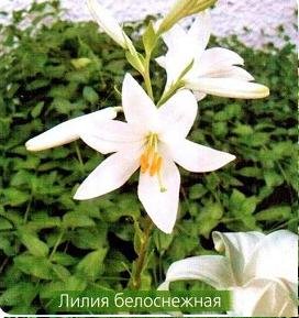 Лилии - описание, классификация сортов Лилии - описание, классификация сортов