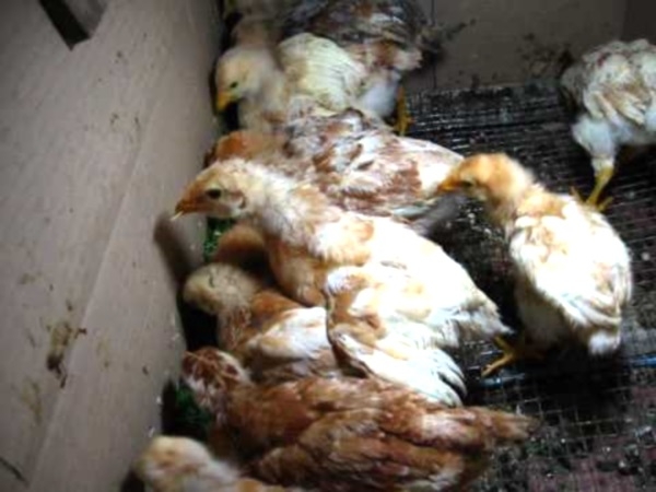 Популярный украинский кросс авиколор — универсальная птица для двора Популярный украинский кросс авиколор — универсальная птица для двора