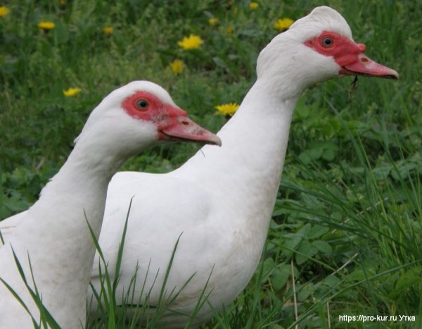 Как и сколько яиц можно подложить под индоутку