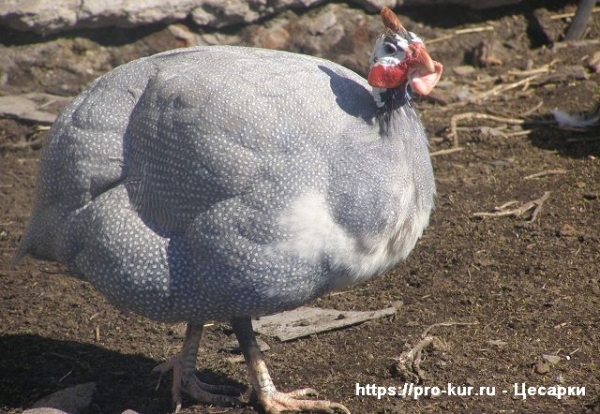Бройлерные цесарки в домашних условиях