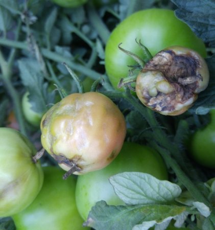 Фитофтора на помидорах как бороться?