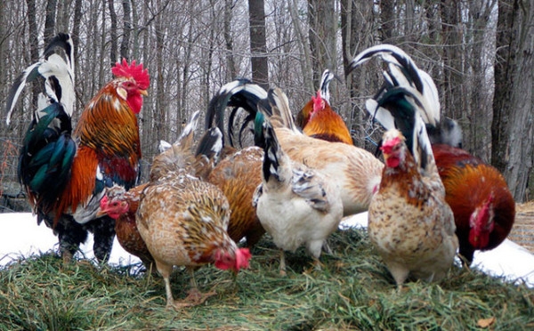 ТОП-15 элитных и редких пород кур ТОП-15 элитных и редких пород кур