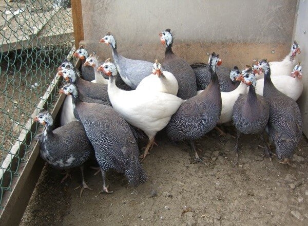 Разведение птицы в домашних условиях на даче или в саду