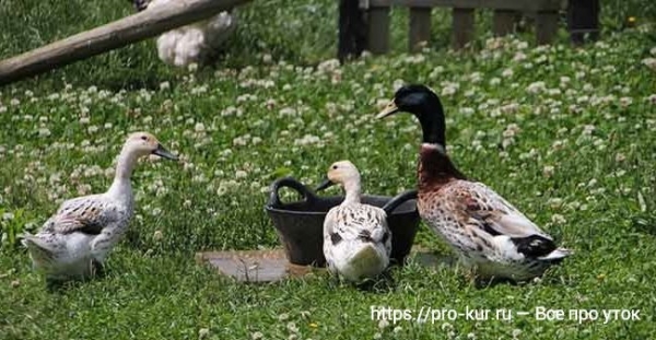 Птичник для уток своими руками — как построить и оборудовать Птичник для уток своими руками — как построить и оборудовать