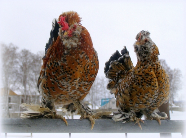 Кто такие куры породы Бентамка? Кто такие куры породы Бентамка?