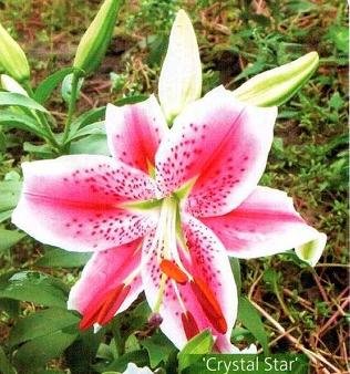 Лилии - описание, классификация сортов Лилии - описание, классификация сортов