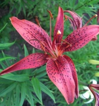 Лилии – посадка, уход, размножение. Лилии – посадка, уход, размножение.