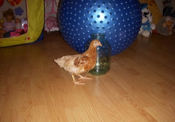 Кто такие куры Браун Ник?