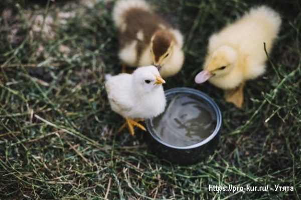 Домашние утята – выращивание и кормление в домашних условиях Домашние утята – выращивание и кормление в домашних условиях