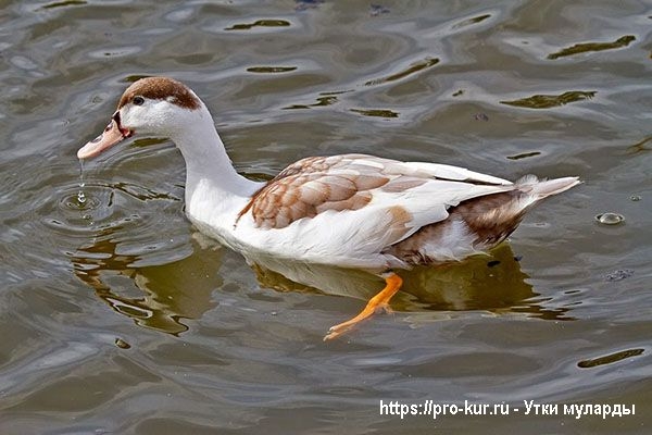 Муларды — выращивание в домашних условиях, кормление