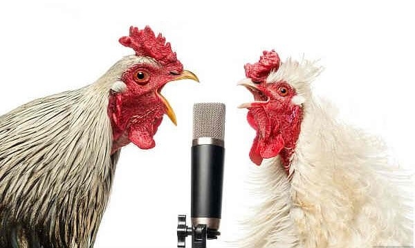 Почему петухи кукарекают по утрам?
