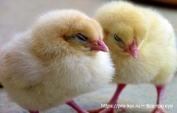 Болезни бройлеров — симптомы и лечение Болезни бройлеров — симптомы и лечение