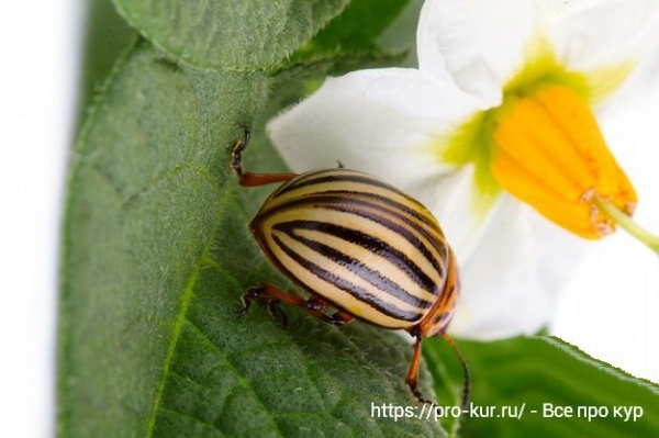Способы борьбы с колорадским жуком