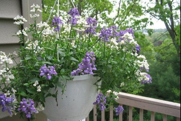 Выращивание цветов вида Нимезия из семян: от посадки до ухода Выращивание цветов вида Нимезия из семян: от посадки до ухода