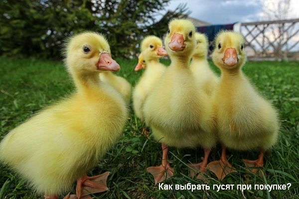 Как выбрать гусят при покупке на рынке Как выбрать гусят при покупке на рынке