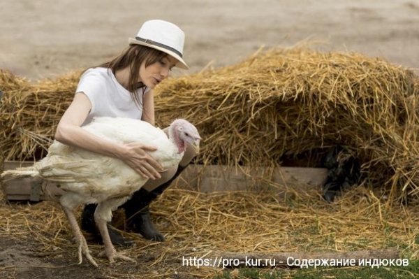 Правильное содержание индюков ТОП-8 советов Правильное содержание индюков ТОП-8 советов