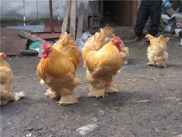 Кохинхин — придворная курочка императора Китая Кохинхин — придворная курочка императора Китая