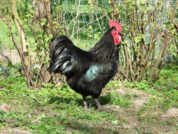 Австралорп — куры родом из страны кенгуру Австралорп — куры родом из страны кенгуру