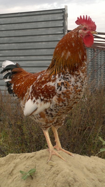 Характеристика Ленинградской породы кур