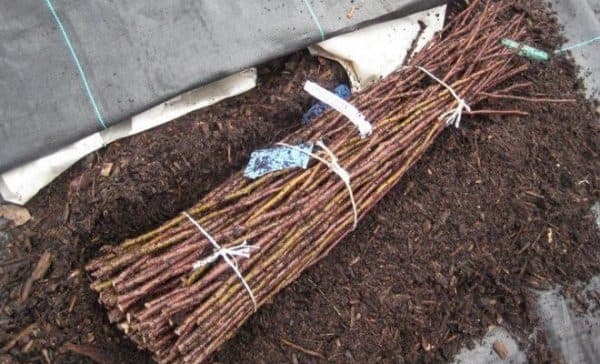 Хранение черенков яблони в домашних условиях до посадки