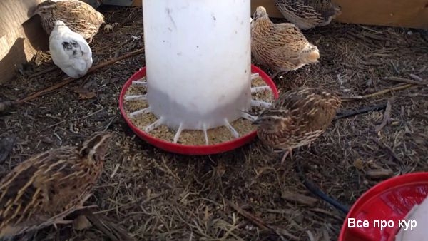 Разведение перепелок на дачном участке Разведение перепелок на дачном участке