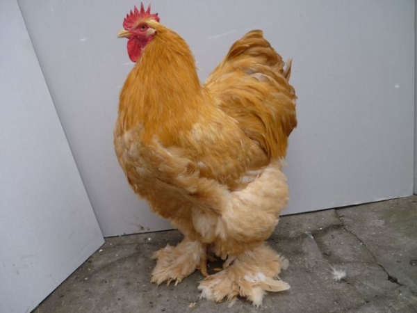 Кохинхин — придворная курочка императора Китая Кохинхин — придворная курочка императора Китая