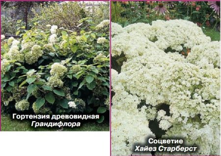 Гортензия Гортензия