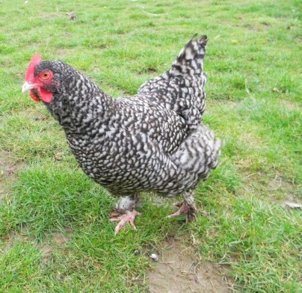 Бельгийская курочка породы Мехеленская кукушка