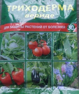 Фитофтора на помидорах как бороться?