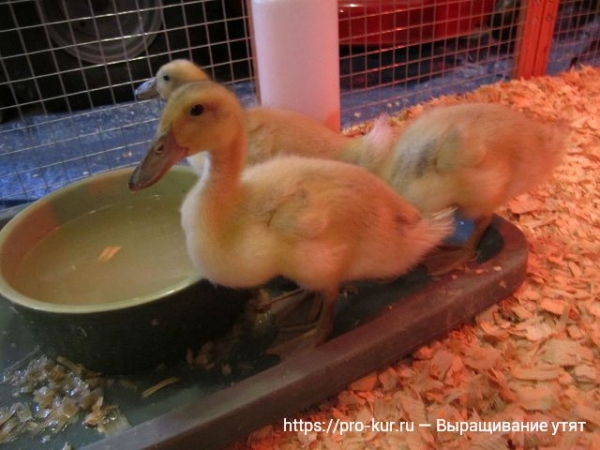Выращивание утят в домашних условиях для начинающих Выращивание утят в домашних условиях для начинающих