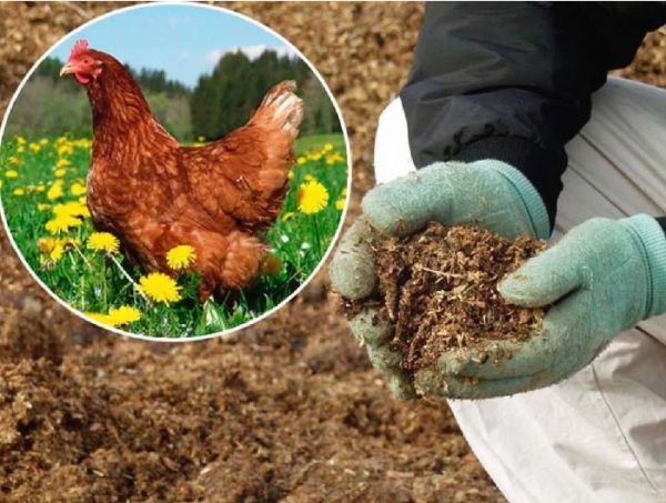 Птичий помет как удобрение и подкормка для растений