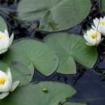 Как сделать пруд на даче, в саду, возле дома Как сделать пруд на даче, в саду, возле дома