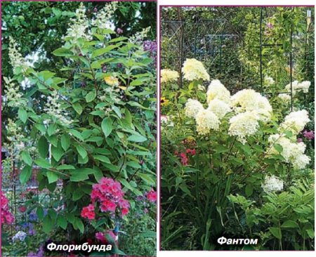 Гортензия Гортензия
